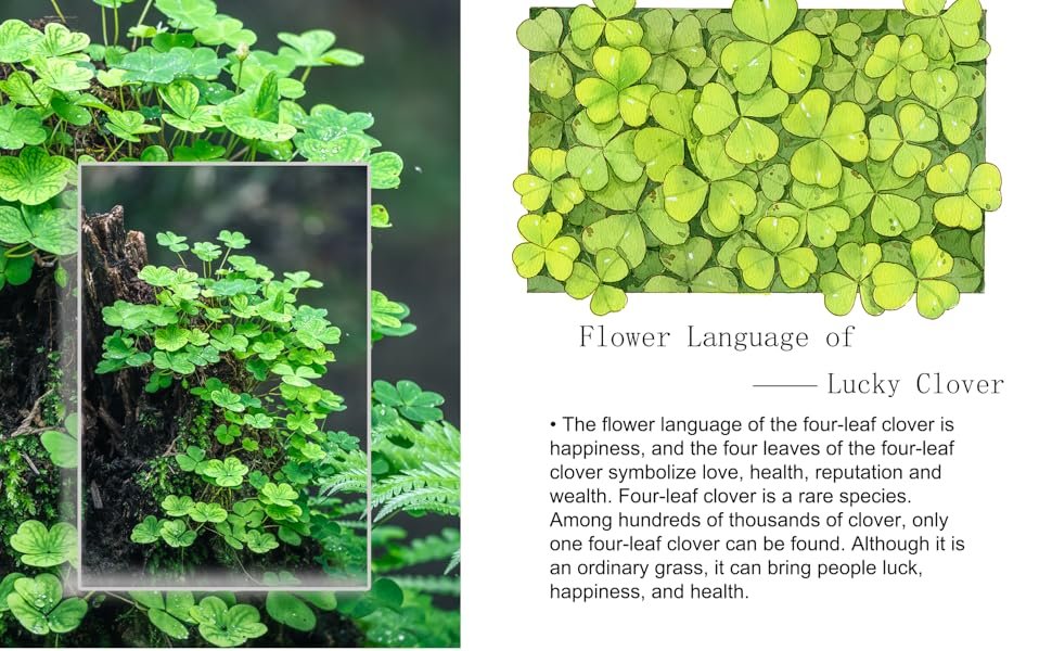 clover bracelet set for women